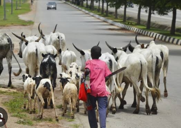 Plateau Bans Night Grazing and Mining as Muftwang Acts on Barkin Ladi Killings